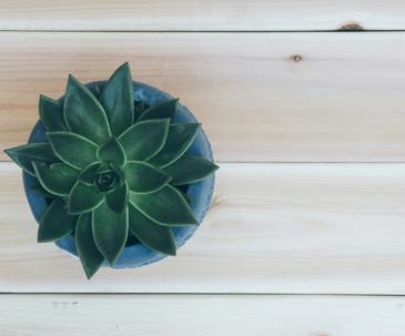 The Parable of the Potted Plant and the Tumbleweed