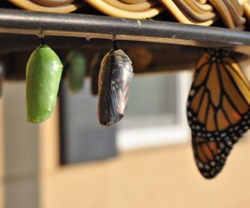 Chrysalis